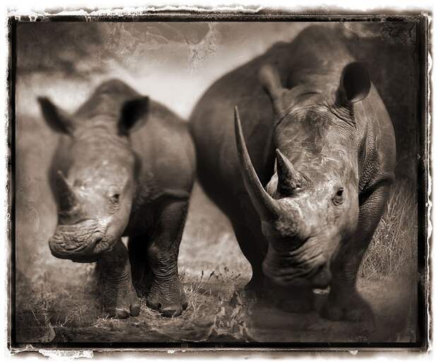 фотографии африки. Nick Brandt
