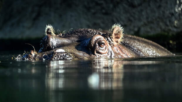 В Колумбии уничтожат популяцию «кокаиновых» бегемотов наркобарона Пабло Эскобара
