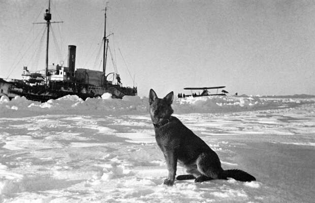 Ледокол "Таймыр", самолет летчика Власова и пес Джон, прибывшие для снятия с льдины экспедиции Ивана Папанина