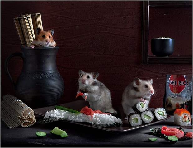 hamsters07 hamsters07 Натюрморты с хомяками