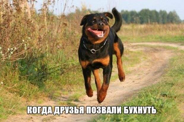 Картинки - смешинки