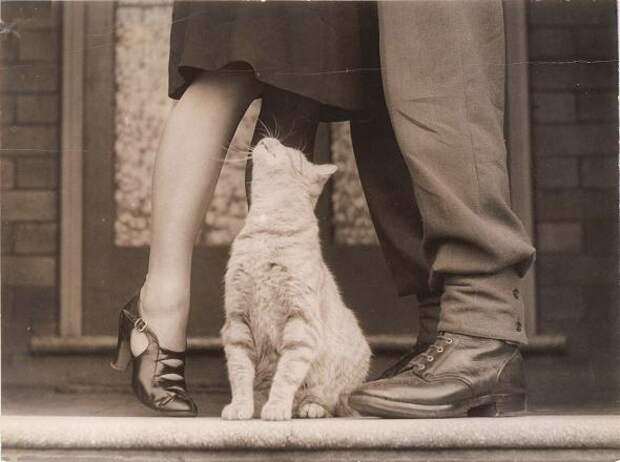 Котики