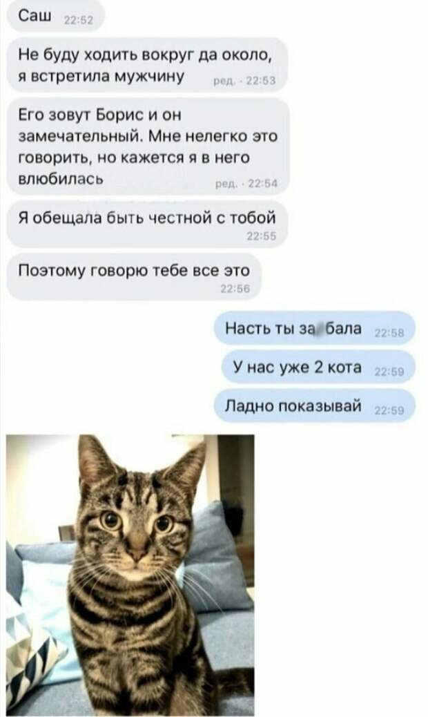 Когда твоя девушка - кошатница