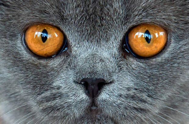 Британская короткошерстная кошка на выставке
