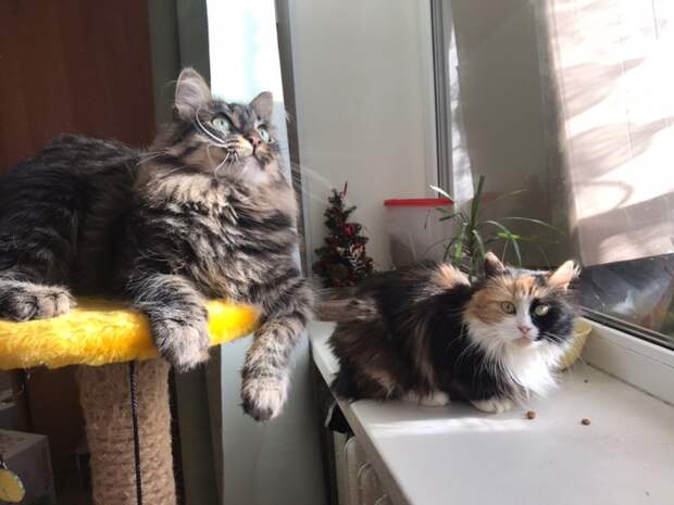 кошку приютили коты на окне
