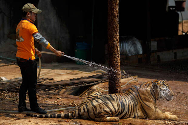 Волонтер обливает тигра водой