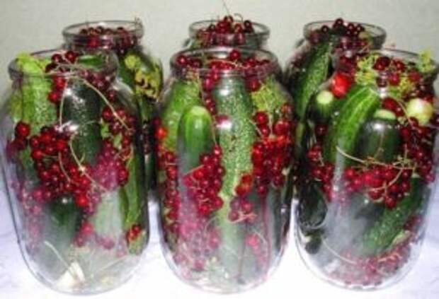 Маринованные огурцы в банке с красной смородиной — пикантные и хрустящие