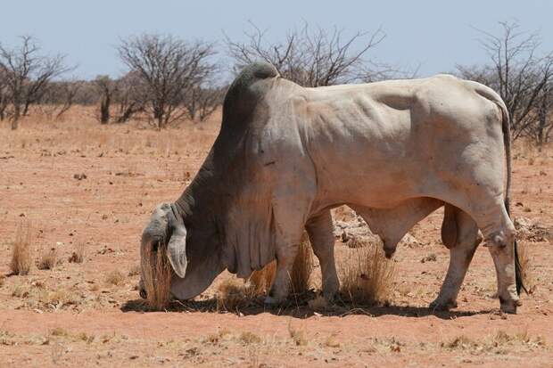 Намибия изучает возможность экспорта пива и говядины в Россию