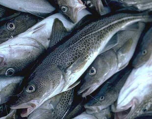 Запрет на ввоз норвежской рыбы с 2014 года в Россию коснется сельди, трески и пикши