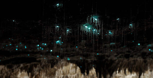 Магия живого света Магия живого света биолюминесценция, животные, насекомые, свет, свечение