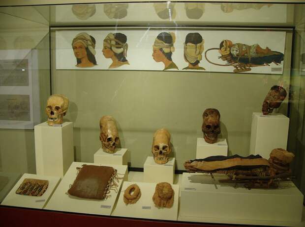 Фото взято с сайта: https://upload.wikimedia.org/wikipedia/commons/thumb/2/2d/Cráneos_Museo_Regional_de_Ica%2C_Perú_02.JPG/1200px-Cráneos_Museo_Regional_de_Ica%2C_Perú_02.JPG