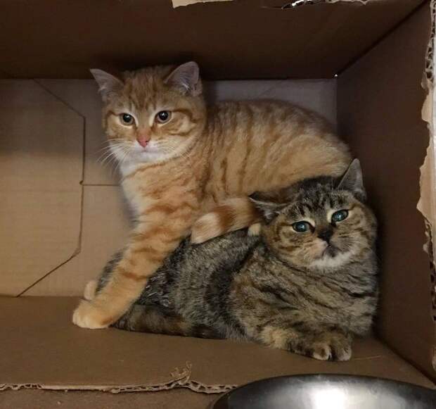 помощь котятам два котенка