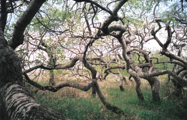 forests16 Леса с другой планеты!