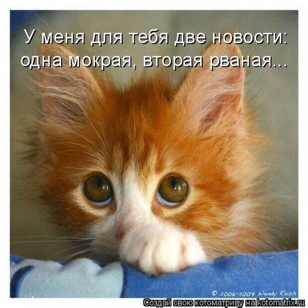 Лучшие котоматрицы недели