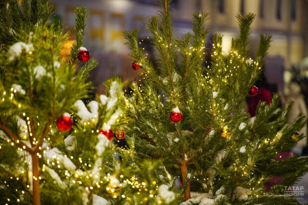 Бәйрәмнәрдән соң тере чыршыны кая тапшырырга?