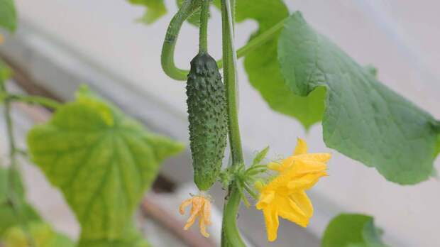 Народный календарь. Зачем нужно закопать огурец в укромном месте 22 июля