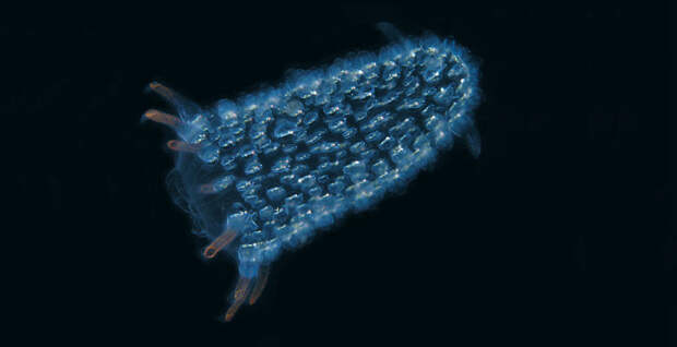 Огнетелки Огнетелки биолюминесценция, животные, насекомые, свет, свечение