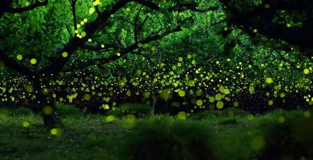 Магия живого света Магия живого света биолюминесценция, животные, насекомые, свет, свечение