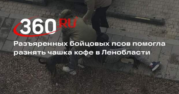 В поселке Янино два пса бросились друг на друга на улице и впились в горло