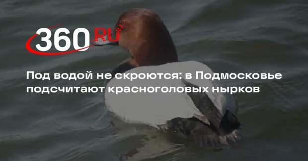 Учет популяции красноголовых нырков проведут в нескольких областях России