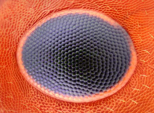 9. Глаз муравья. интересное, необычные фото, фото