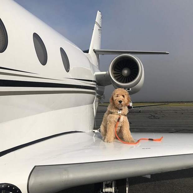 Rich Dogs Of Instagram: о жизни состоятельных собак