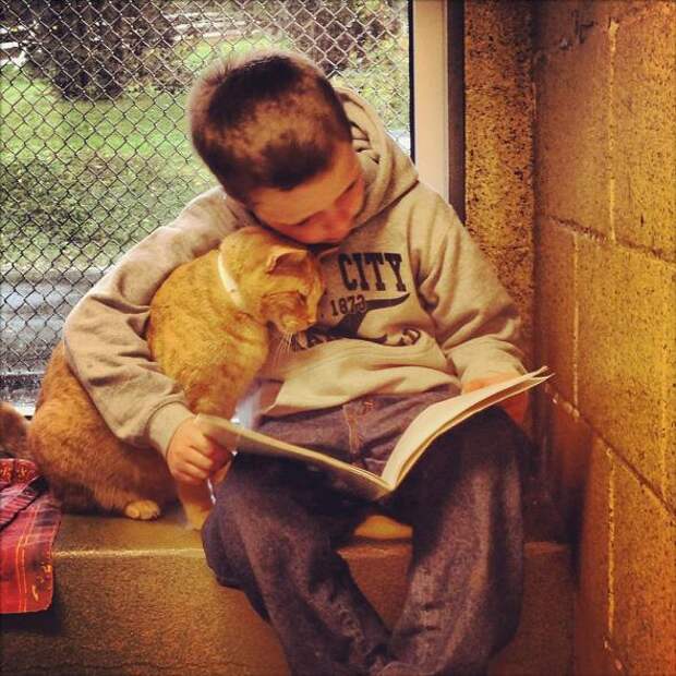 Котики