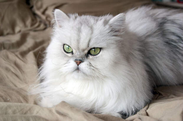 Персидская кошка. \ Фото: google.ru.