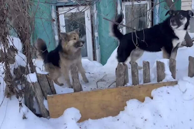 В Зеленодольске стая собак напала на мать и дочь