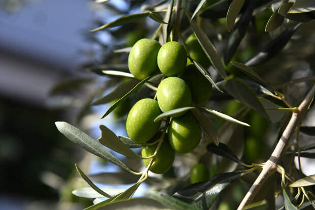 F&F: два соединения из листьев оливы снижают риск болезней сердца