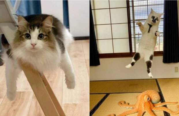 11 котов, которые живут по каким-то своим законам физики