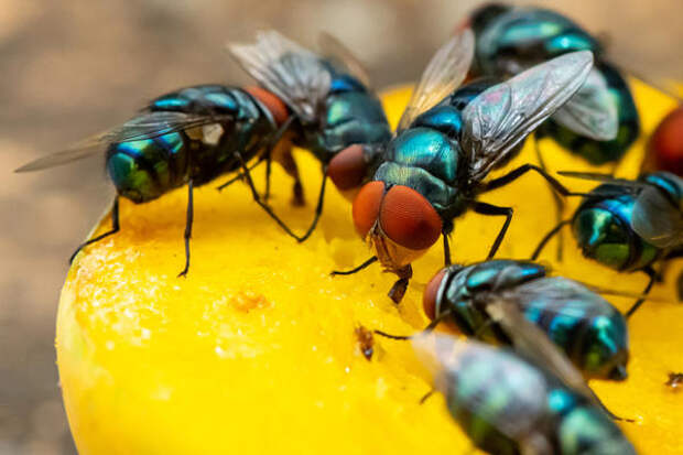 Чтобы в выгребной яме не размножались мухи, отходы нужно обрабатывать специальными препаратами