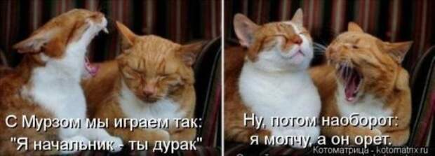 Веселая котоматрица