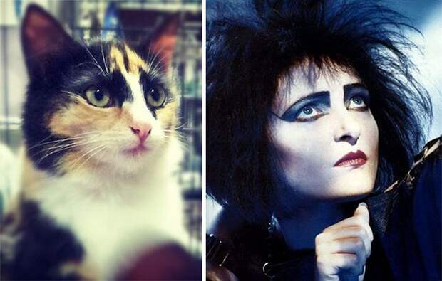 cat look like, коты похожие на знаменитостей, коты похожие на нечто другое