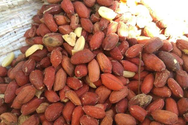 Сто тонн арахиса с переносчиком холеры нашли в порту Петербурга