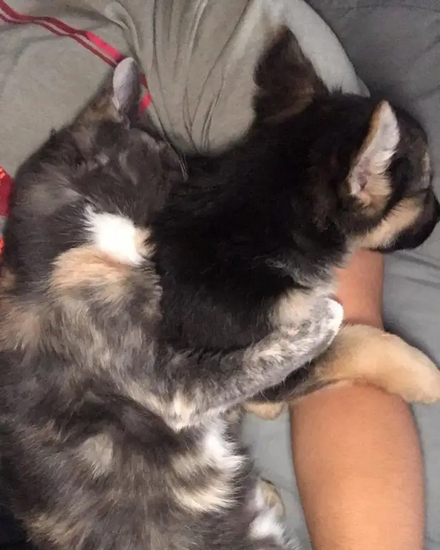 Щенок отказывался отпускать котенка, которого спасли хозяева дружба животных, истории спасения, история спасения, кошки, собаки, спасение животных