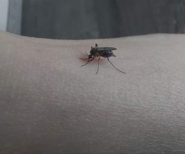 Полсотни новых врусов: Роспотребнадзор рассказал, какие заболевания переносят комары