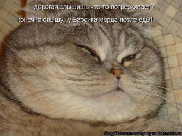 Котоматрицы (картинки с надписями)