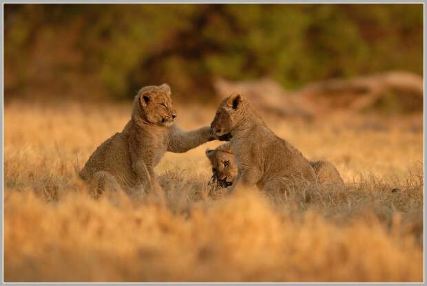 Львы (лат. Panthera leo) (англ. Lions)