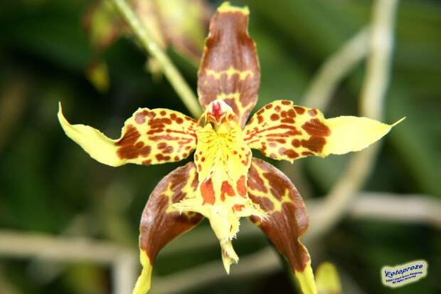 390646138_e8dd168268_o[1] (700x466, 41Kb)