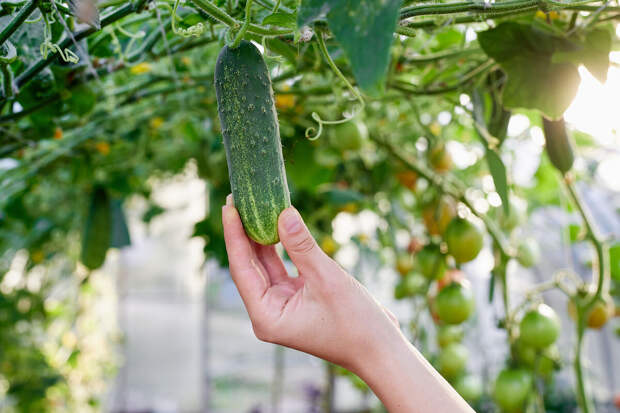 Депутат Чаплин: дома огурцы нужно выращивать в максимально светлом месте