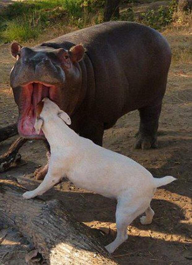 животные, дружба