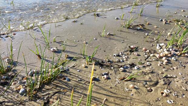 Зоолог рассказал о причинах гибели рыбы в Таганрогском заливе