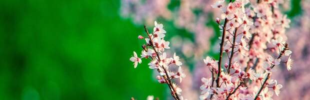 До +22 и ясно: погода в Алматы 28 марта