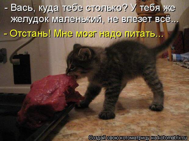 Котоматрица: - Вась, куда тебе столько? У тебя же желудок маленький, не влезет всё... - Отстань! Мне мозг надо питать...