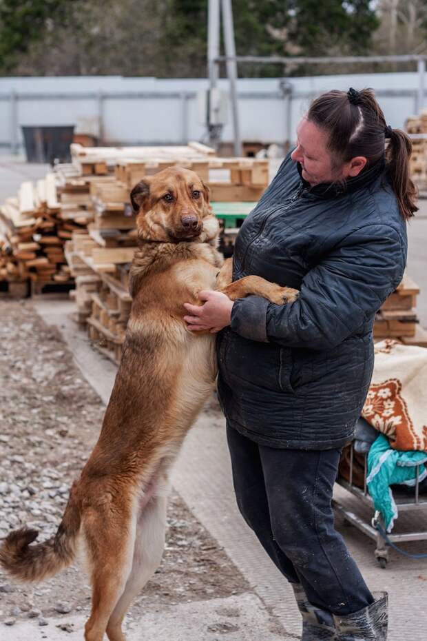 Из завязанного мешка кто-то жалобно скулил Из завязанного мешка кто-то жалобно скулил мешок, пес, рыжий пес, собака, щенки, щенок