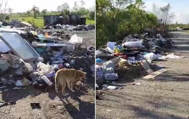 Крупный город Приморья утопает в мусоре