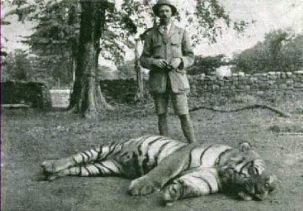 Самый известный тигр в мире — Чампаватская тигрица, убившая 436 человек. история, события, фото