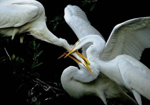 Обалденная подборка фото природы от National Geographic