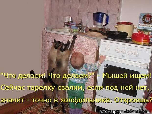 Лучшие котоматрицы недели